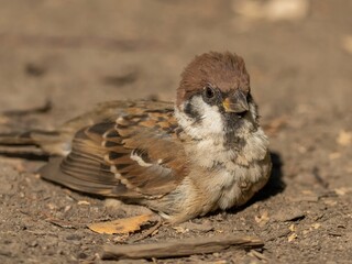 Sparrow bird sits on dry ground