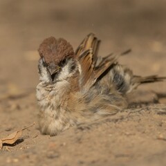 Sparrow bird sits on dry ground