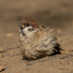 Sparrow bird sits on dry ground