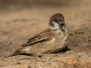 Sparrow bird sits on dry ground