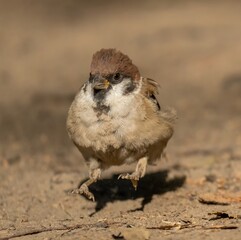Sparrow bird sits on dry ground