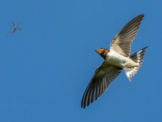 Obraz premium A swallow bird catches a mosquito in the sky