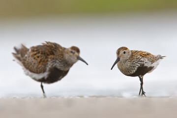 Biegus zmienny (Calidris alpina)