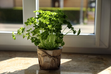 Potted parsley on windowsill indoors. Aromatic herb