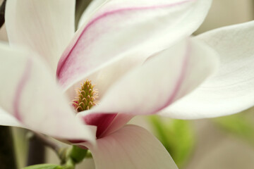Obraz na płótnie Canvas Beautiful white magnolia flower on blurred background, closeup