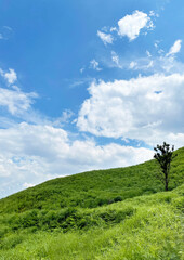 青空と雲が美しい草原の縦写真