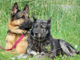 beautiful protective watchdogs defense security tranquility domestic animals