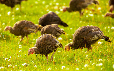 Turkeys walk on the grass in a green meadow in a pasture. Animal husbandry and agriculture in the mountains.