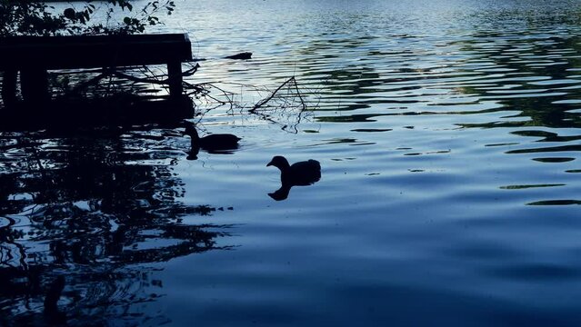 Coots swimmin on the lake at dusk