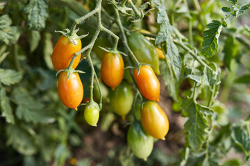 Ripening of tomatoes. Gardening Growing tomatoes. Tomato harvest.