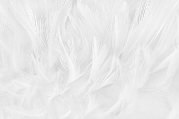 White grey color bird feather pattern texture for background and design.