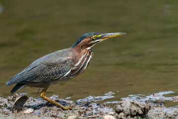 Green Heron