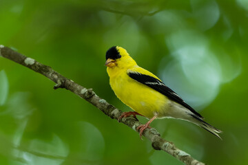 American Goldfinch Perched on Tree Branch