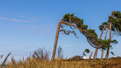 Windflüchter 12