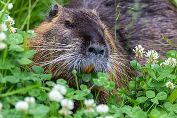 Nutria 29