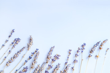 Composition of lavender stems on light blue background. Flat lay, copy space