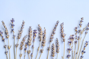Composition of lavender stems on light blue background. Flat lay, copy space