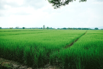 Jasmime rice field in Thailand. Growing rice in
harvest season.agriculture in countryside of Thailand.