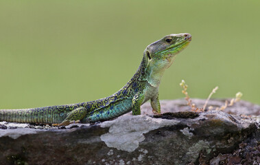 Close up portrait of a big and dominant adult male ocellated lizard or jewelled lizard (Timon lepidus). Beautiful scary green and blue exotic lizard with vibrant colors in natural environment. Spain