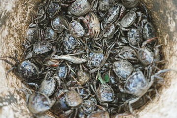 A lot of black crabs in basket. Black crabs soiled from rice field
