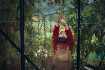 Fototapeta na wymiar Little girl harvesting bio tomatoes in her basket in family greenhouse.