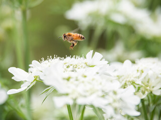 ミツバチホバー