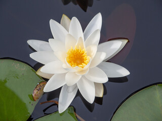 ハスの花