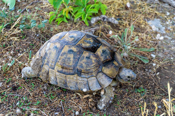 Land turtle, walking on the green and yellow grass.