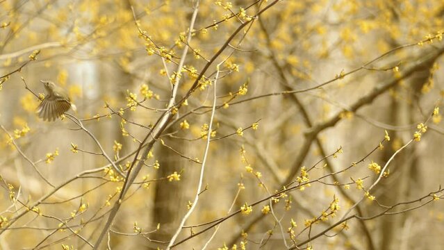 Beautiful golden crown kinglet looking for food on branch with small flowers