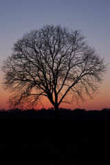 Fototapeta na wymiar Drzewo na tle zachodu słońca 