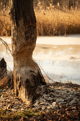 Drzewo przy jeziorze obgryzione przez bobry