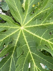 papaya leaves in nature garden