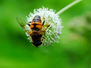 The persistent dung (Eristalis tenax) is also a fly on a flower of a devil's bite in a summer meadow