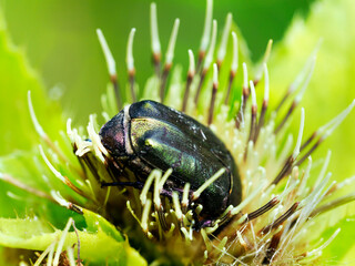 Kruszczyca złotawka (Cetonia aurata) na kwiatach ostrożeń warzywny to piękny owad o metalicznym...