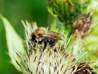 Samiec trzmiela gajowego (Bombus lucorum)) jest pięknym owadem i bardzo pożytecznym