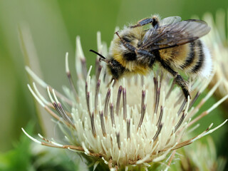 Samiec trzmiela gajowego (Bombus lucorum)) jest pięknym owadem i bardzo pożytecznym