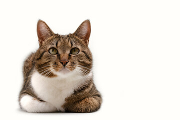 Shorthair domestic tabby cat lying on a gray background. Place for text. Selective focus.