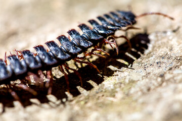 Centipede insect in Machu Picchu area Peru .Fauna of Soth America.