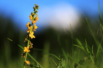 Obraz premium Kleiner Odermennig