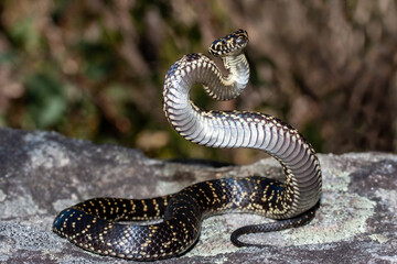 Endangered Australian Broad-headed Snake in defensive stance