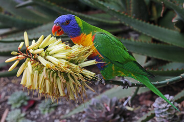 Rainbow Lorikeet feeding at an Agave plant on flower