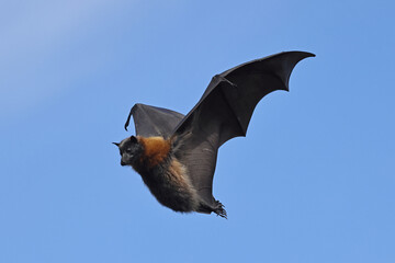 Grey-headed Flying Fox in flight