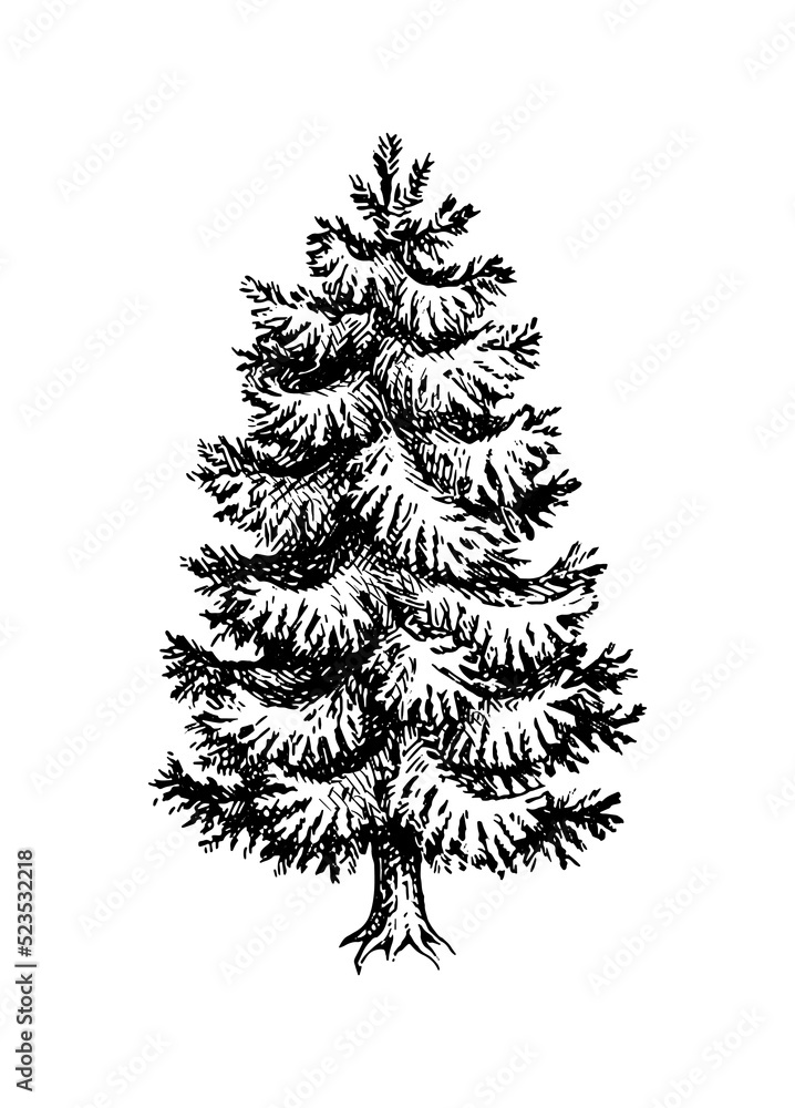 Canvas Prints fir tree ink sketch.