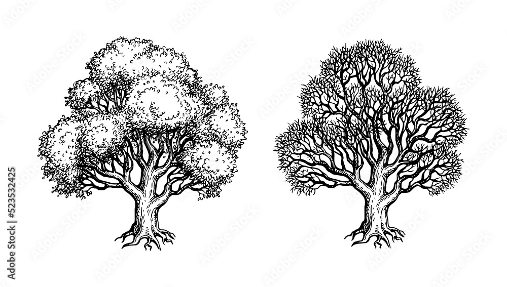 Canvas Prints oak trees ink sketch.