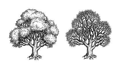 Oak trees ink sketch.