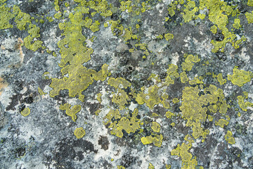 Stone covered with yellow lichen. Lichens in the form of plates. Interesting background/texture