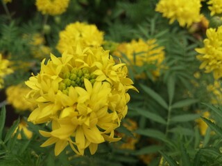 yellow flowers in the garden