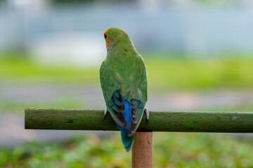 Lovebird, closeup parrot with blur background