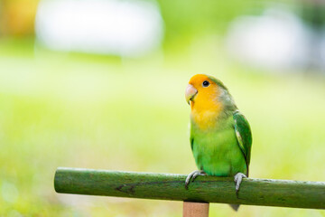 Lovebird, closeup parrot with blur background