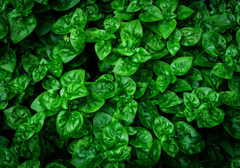 green leaves wall background, leaf wall nature background